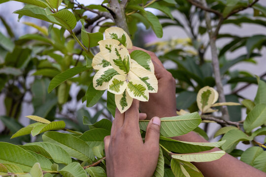 Person examining variegated guava tree foliage with cream white and green leaves. Rooftop garden setup, rare fruit plant cultivation, and horticulture care.