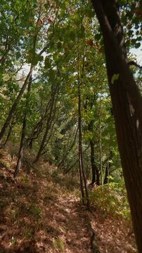 Vertical forest walk on a sunny autumn day, captured in 4K.