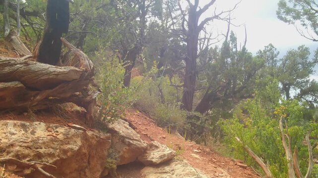 Trail camera video of gentle summer rain pattering down in the mountains of Southern Utah USA.