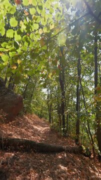 Vertical forest walk on a sunny autumn day, captured in 4K.