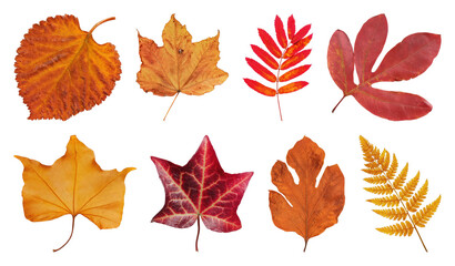 Fototapeta premium PNG Autumn leaf collection isolated on transparent background