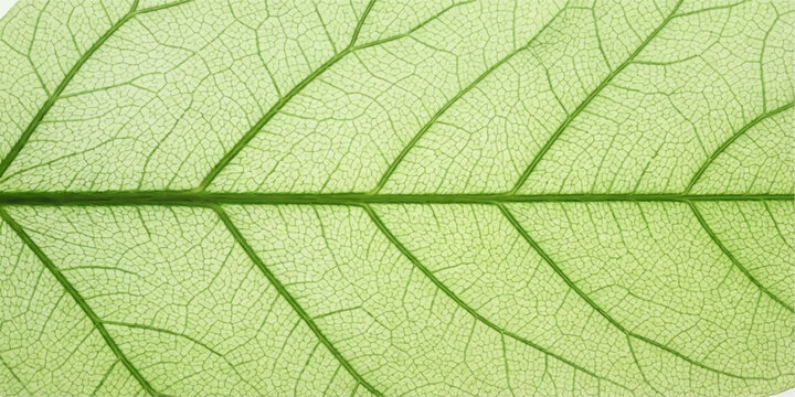 Green leaf veins backlit with subtle texture and intricate patterns during bright daylight