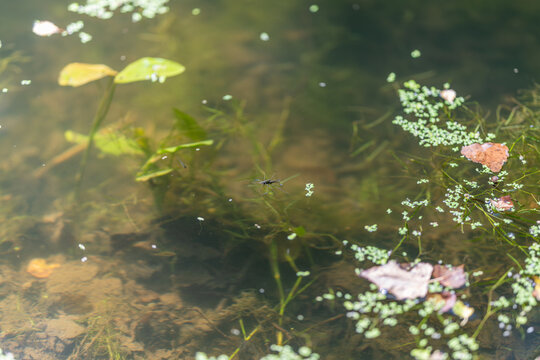 Water strider dances gracefully across the tranquil pond surface in the soft glow of afternoon sunlight