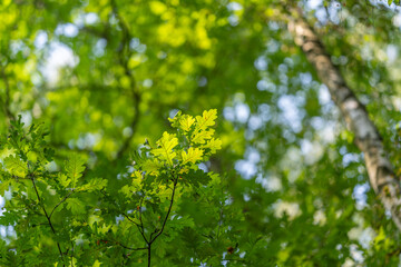 Fototapeta premium Sunlit leaves dance in the gentle breeze among towering trees in a serene forest setting