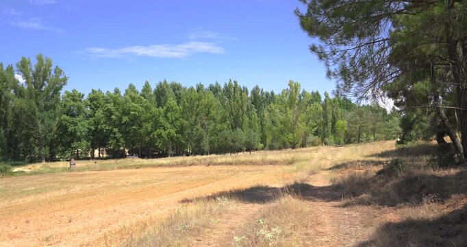 Sunny day in a picturesque rural setting. A dry golden meadow lies next to a lush green forest, under a clear blue sky with few clouds