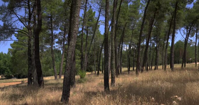 Sunny view of a pine forest with tall trees and dry golden grass covering the ground. Gentle breeze swaying the foliage under a clear blue sky