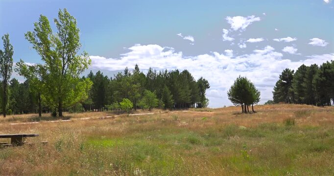 Serene rural scenery with a green meadow, a forest of pines and poplars, and a stone picnic table under a partly cloudy sky