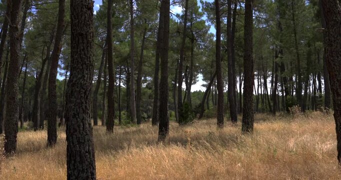 Sunlit pine forest with tall tree trunks and dry golden grass swaying in the gentle breeze. A calm and serene natural setting during a sunny day