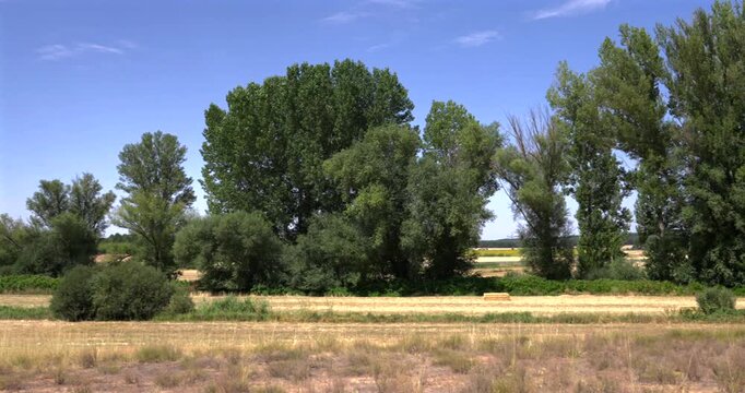 Beautiful natural scenery of a rural landscape with lush green trees and a golden field under a clear blue sky. A peaceful summer day
