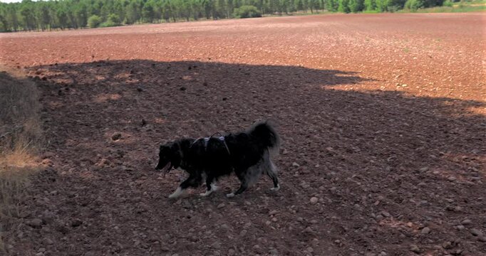 Two adorable dogs, one fluffy and one short haired, enjoying their freedom while playing together in a large, open agricultural land