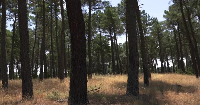 Majestic view of a pine forest with tall trees and dry golden grass. The camera is slowly panning across the calm and beautiful scenery