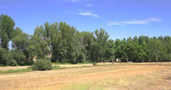 Beautiful summer day in a serene rural setting. A golden field of dry grass sits before a lush green grove under a clear blue sky