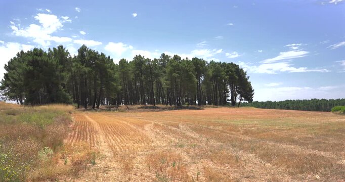 Serene rural scenery with a group of tall pine trees standing in a vast, arid field. Sunny day in the countryside with a blue sky and light clouds