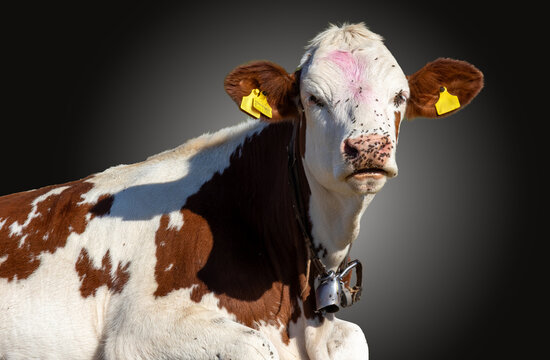 Portrait d&rsquo;une vache laiti&egrave;re brune et blanche regardant directement l&rsquo;objectif, isol&eacute;e sur un fond sombre. Image id&eacute;ale pour illustrer l&rsquo;&eacute;levage bovin, l&rsquo;agriculture, la production laiti&egrave;re et le mon