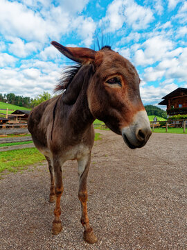 portrait of a donkey in the field