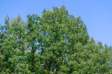 Fototapeta premium Lush green trees reach for the bright blue sky in a serene natural setting during a warm summer day