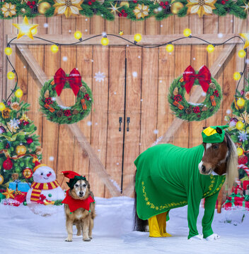 mini horse and dog Santa Claus and elf costume