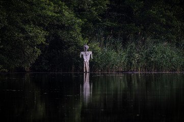 Tradycyjny strach na wróble stojący przy brzegu zbiornika wodnego w gęstych szuwarach trzciny pospolitej (Phragmites australis). Wiejski klimat, folklor, tradycyjne rolnictwo i polski krajobraz. © Henryk Niestrój