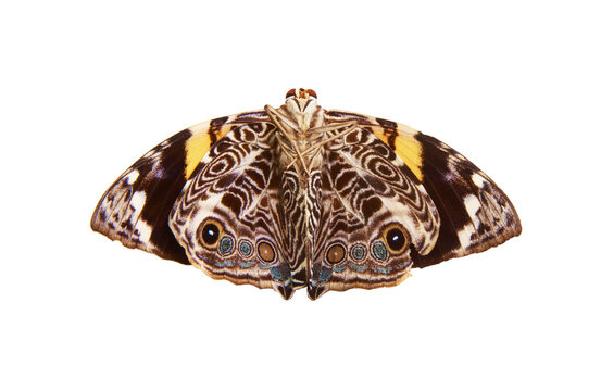 Borboleta linda