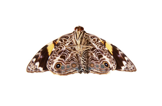 Borboleta