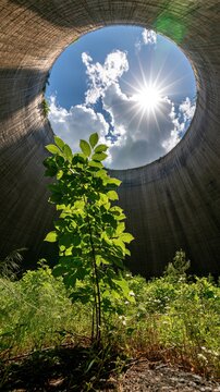 Cooling tower interior with overgrown weeds, a young sapling, bright sun, blue sky, and clouds seen through the opening of an abandoned industrial structure.