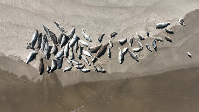 Aerial view of adult and juvenile harbor seals hauled out together on a sandy beach, basking in warm summer sunshine beside the gentle ocean surf.