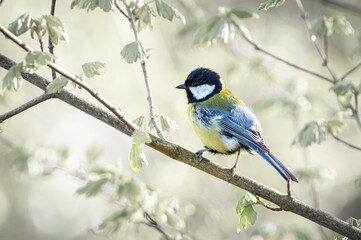 Bogatka zwyczajna (Parus major) siedząca na wiosennej gałęzi drzewa. Kolorowy ptak śpiewający w naturalnym środowisku. Przyroda i bioróżnorodność. © Henryk Niestrój
