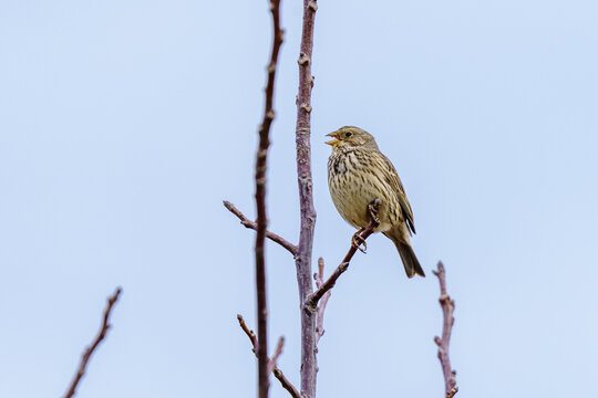 Śpiewający potrzeszcz (Emberiza calandra) na wierzchołku gałęzi. Ornitologia, zwiastuny wiosny, fauna Polski, ochrona bior&oacute;żnorodności i śpiew ptak&oacute;w na tle błękitnego nieba.