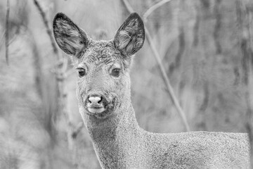Artystyczny, czarno-biały portret sarny europejskiej (Capreolus capreolus). Estetyczne ujęcie dzikiej przyrody idealne do eleganckich materiałów drukowanych, artykułów i kampanii społecznych. © Henryk Niestrój