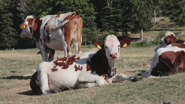 Vache laiti&egrave;re couch&eacute;e paisiblement dans une prairie verdoyante et ruminant dans son environnement naturel. Vid&eacute;o 4K illustrant l&rsquo;&eacute;levage bovin, l&rsquo;agriculture, le p&acirc;turage, le comportement animal et l