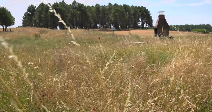 Dry grass swaying in the wind on a sunny summer day. A peaceful natural setting with a barbecue area in the middle of the countryside