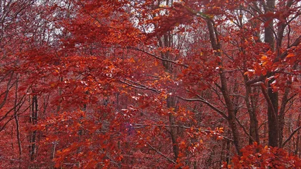 Fotobehang Bordeaux Landscape of autumn beech forest with red foliage  © Kokhanchikov