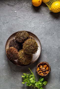 Pacific Sea urchins on gray background with lemon and cilantro