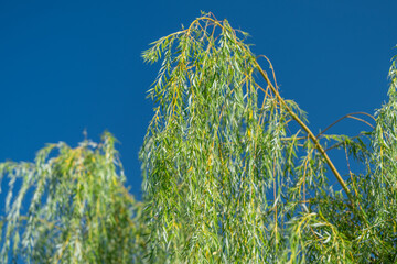 Dancing branches of a weeping willow sway gently beneath clear blue skies © beholdereye