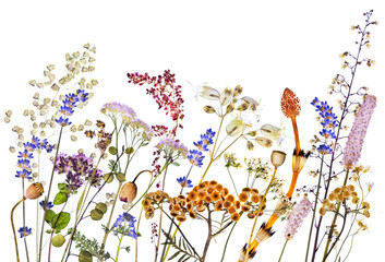 Suszone kwiaty i zioła na białym tle, kompozycja florystyczna z polnych roślin, zielnik herbarium.   © mycatherina