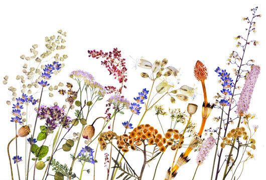 Suszone kwiaty i zioła na białym tle, kompozycja florystyczna z polnych roślin, zielnik herbarium.

