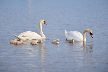 Fototapeta premium Mute Swans with cygnets on a lake eating vegetation ( Cygnus Olor )