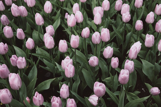 Close up of blooming flowerbeds of blossoming purple tulips during spring. Public flower garden, Netherlands.