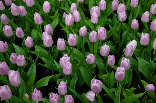 Close up of blooming flowerbeds of blossoming purple tulips during spring. Public flower garden, Netherlands.