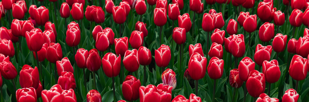 Close up of blooming flowerbeds of blossoming pink tulips during spring. Public flower garden, Netherlands, banner size