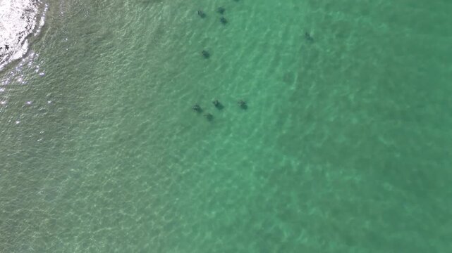 Group of devil rays swimming in shallow waters at Cabuyal Beach, Costa Rica