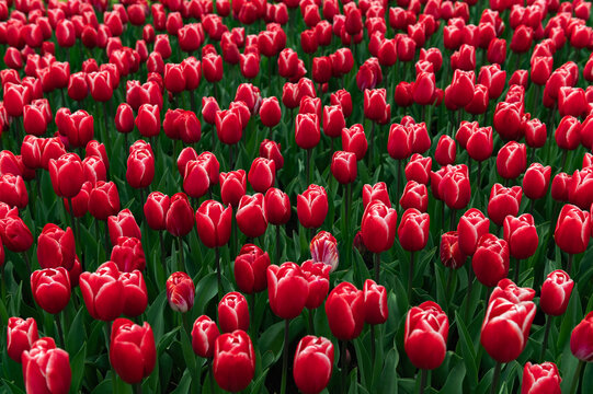 Close up of blooming flowerbeds of blossoming pink tulips during spring. Public flower garden, Netherlands.