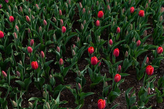Close up of blooming flowerbeds of blossoming pink tulips during spring. Public flower garden, Netherlands.