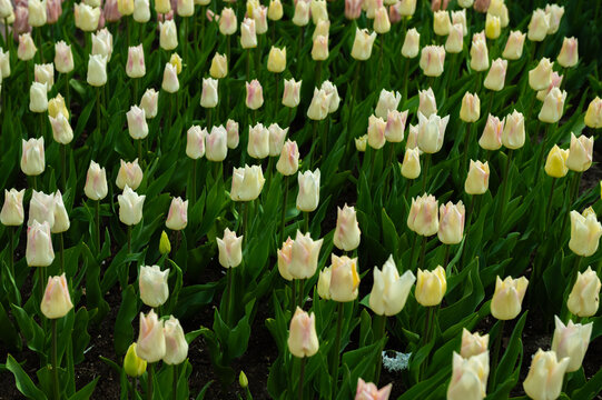 Close up of blooming flowerbeds of blossoming white tulips during spring. Public flower garden, Netherlands.