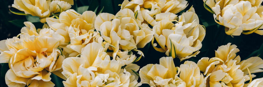 Close up of blooming flowerbeds of blossoming white parrot tulips during spring. Public flower garden, Netherlands, banner size