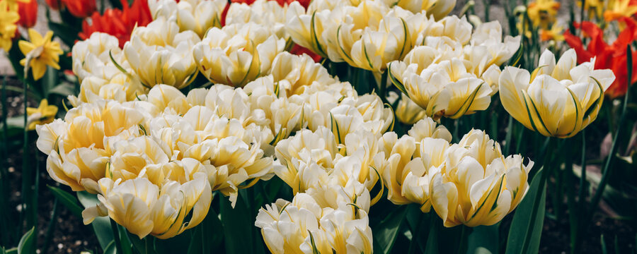 Close up of blooming flowerbeds of blossoming white parrot tulips during spring. Public flower garden, Netherlands, banner size