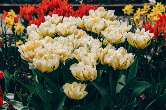 Close up of blooming flowerbeds of blossoming white parrot tulips during spring. Public flower garden, Netherlands.
