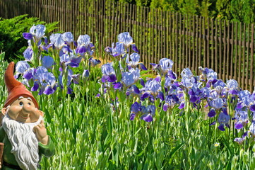 Blühende Schwertlilien, Iris, in Nahaufnahme © M. Schuppich
