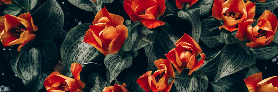 Close up of blooming flowerbeds of blossoming orange tulips during spring. Public flower garden, Netherlands, banner size
