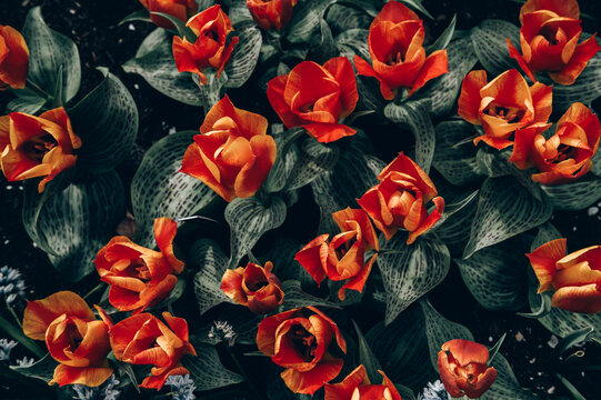Close up of blooming flowerbeds of blossoming orange tulips during spring. Public flower garden, Netherlands.